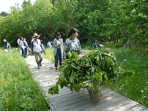 外来植物マグワ（真桑）を伐採しました。