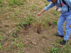 堤防のり面で発見された穴の大きさ・深さの確認をしています。