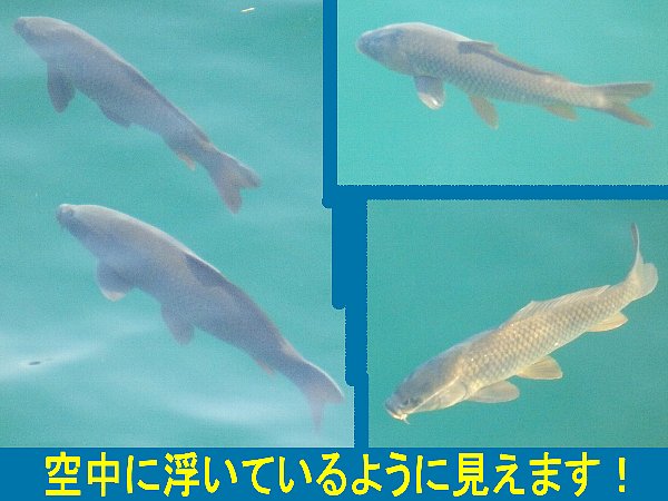 記事写真(3)