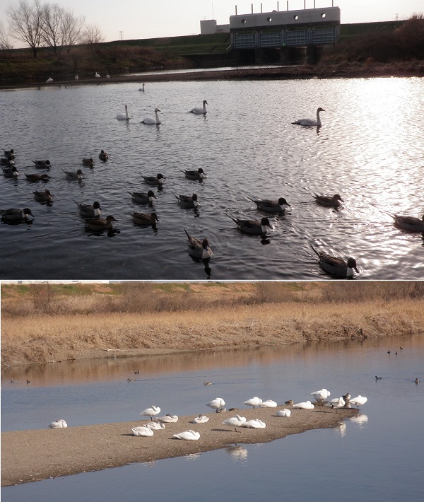 白鳥の飛来地は飯盛川樋門の目の前です。