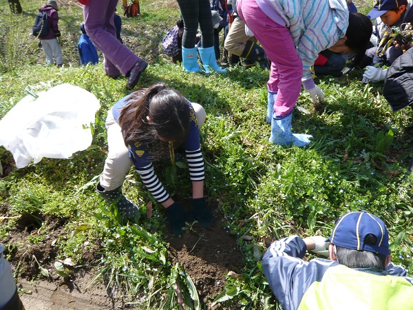 外来植物を駆除した後の裸地に、在来植物の苗を植えました。