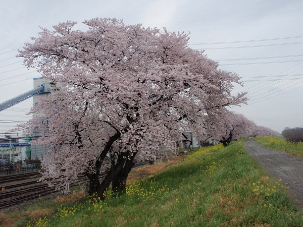 大麻生の桜です。大きく、立派な桜が堂々と咲いています。