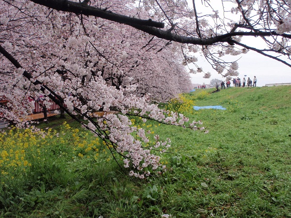 荒川大橋周辺の桜です。お花見の方も来ています。
