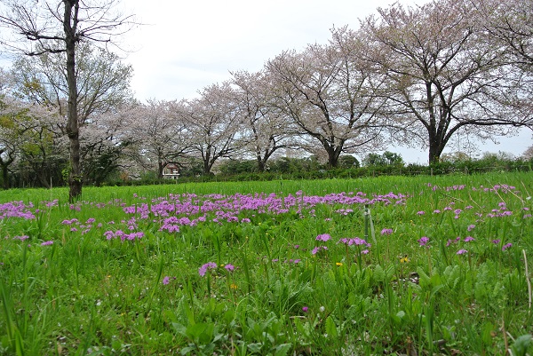 桜も満開で、サクラソウとの共演を楽しむことができます。