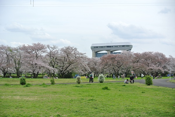 さくらそう水門をバックに桜がきれいに咲いています。