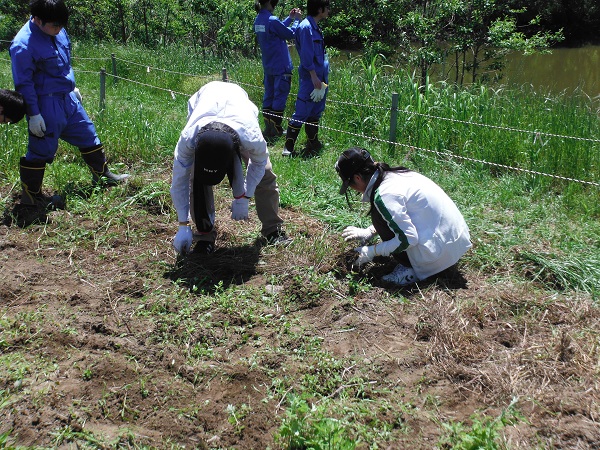 外来植物の抜き取り