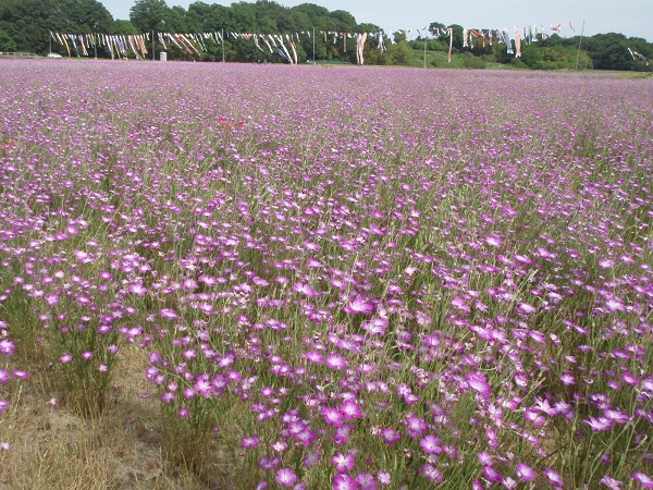 ポピー畑に隣接する麦なでしこ畑では、薄紫色の可憐な麦なでしこが咲き誇っています。