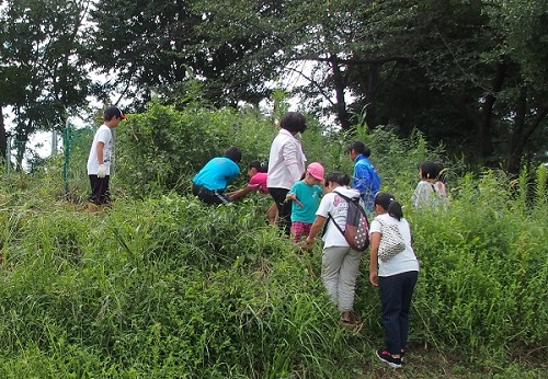 学校ビオトープ周辺の外来植物を抜き取っています。