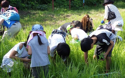 荒川の草花を植えています。