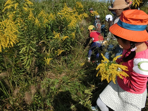 外来植物「セイタカアワダチソウ」を抜きました。