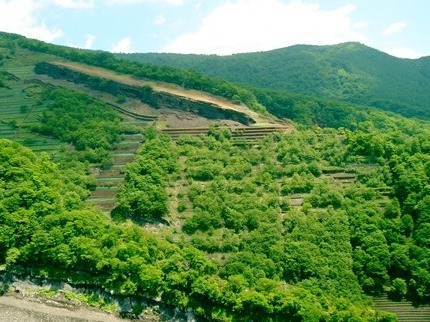 大薙山腹工