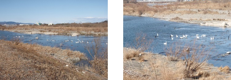 こちらは荒川の埼玉県深谷市付近です。50羽ほど確認できました。