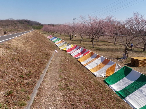 桜まつりの準備が始まっています。