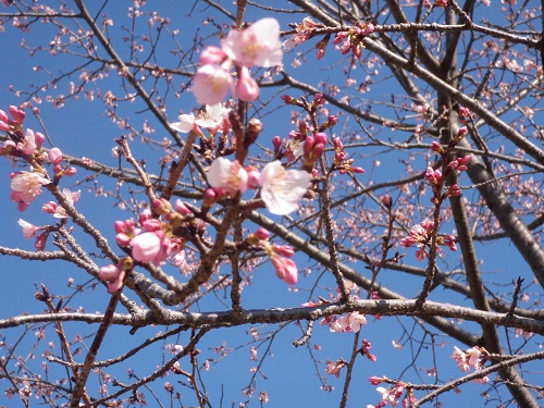 桜が咲き始めています。