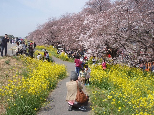 こちらは熊谷桜堤の様子です。撮影日は平日でしたが多くの花見客で賑わっています。