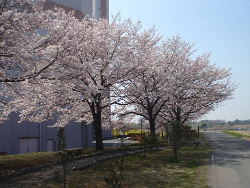 上尾地区高規格堤防上にある桜並木です。見頃を迎えています。