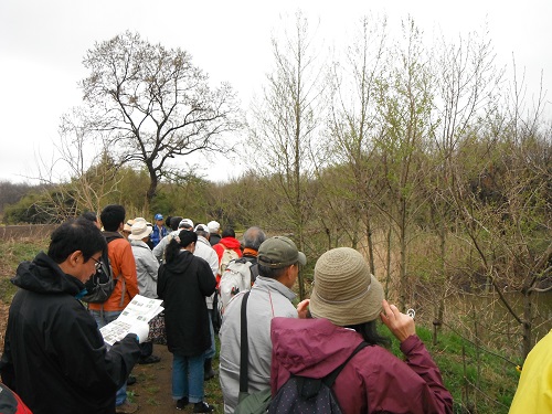 三ツ又沼ビオトープでは県の蝶・ミドリシジミの食草であるハンノキの植樹地を見学
