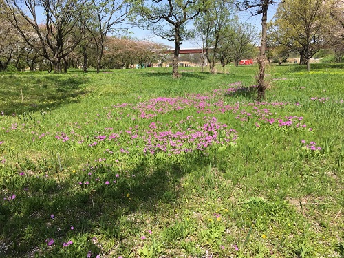 この日は天気も良くサクラソウも見頃でした。