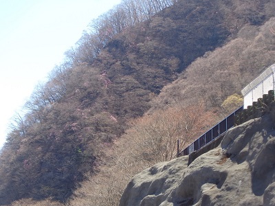 山肌に咲くヤシオツツジ