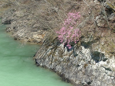 湖岸に咲くヤシオツツジ