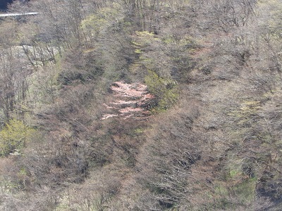 新緑の始まり、山桜