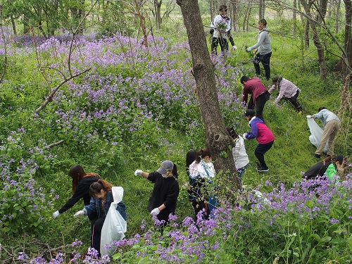 ショカツサイ（写真の紫色の花）の抜き取りを行いました。