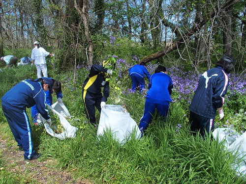 外来植物ショカツサイの抜き取りを行いました。