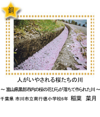 人がいやされる桜たちの川