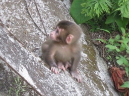 ニホンザルの赤ちゃん