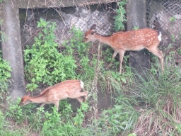 ちょっと大きくなった子鹿