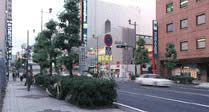 国道16号（横須賀街道）の街路樹