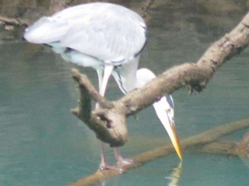 アオサギ