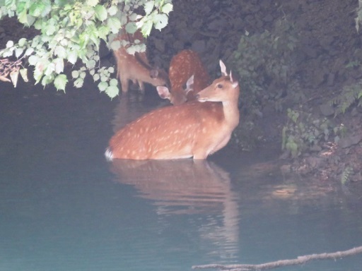 シカの沐浴