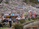 東金桜まつり