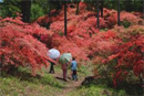 二本木峠の山ツツジ