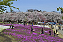 赤城南面千本桜