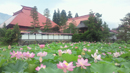 稲泉寺　ハス花まつり(毎年7月中旬)