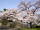 県立美の山公園