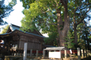 神崎神社(なんじゃもんじゃ)