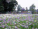 観桜苑・砂沼庵・菖蒲園