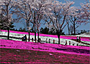 おおた芝桜まつり