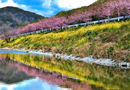 保田川沿いの頼朝桜