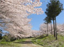 虎山の千本桜