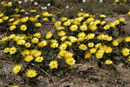 福寿草まつり(毎年4月中旬)