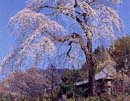 龍松寺しだれ桜