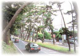 国道1号・大磯の松並木の写真