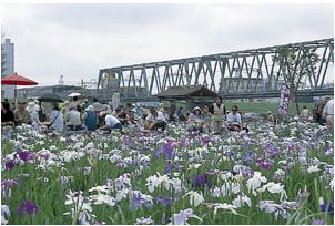 小岩菖蒲園