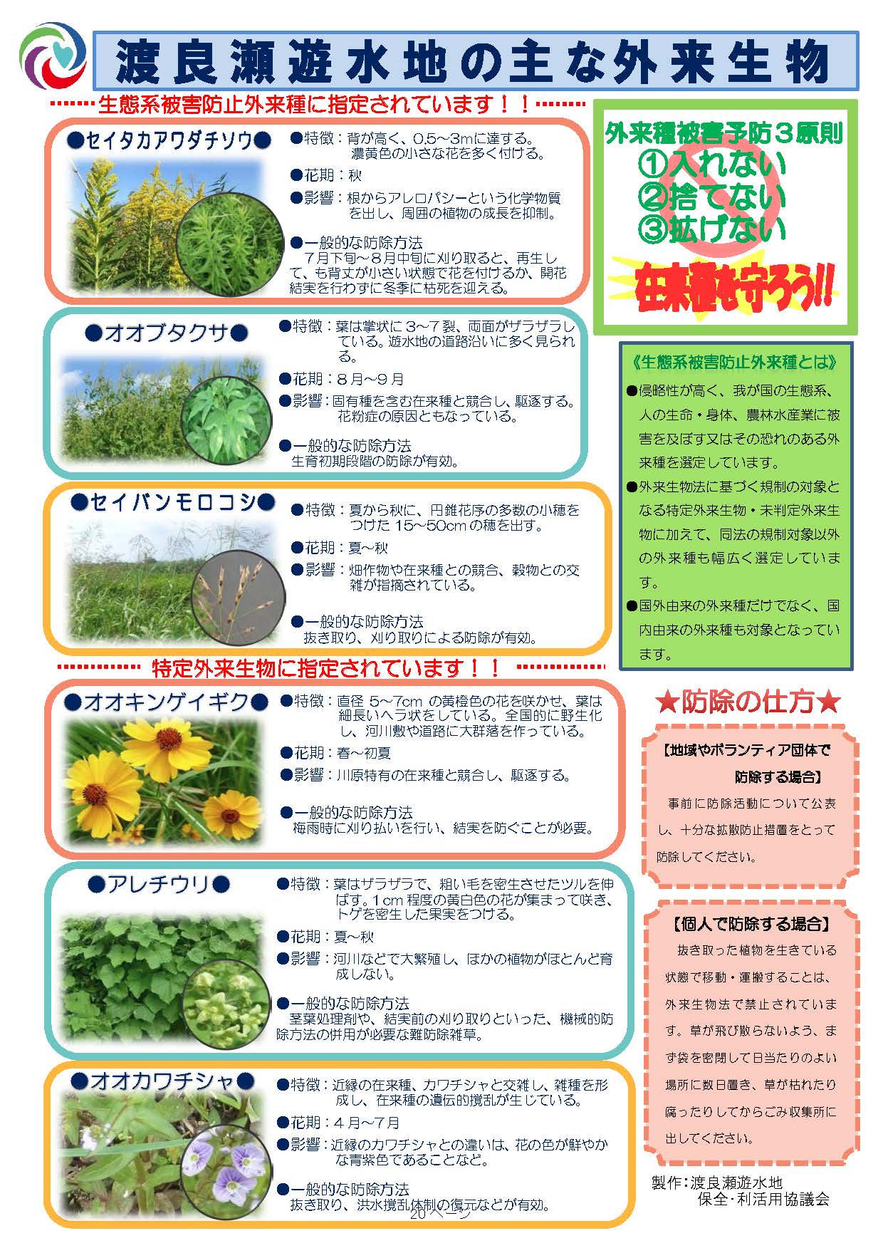 渡良瀬遊水地の主な外来生物（植物）