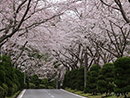 房総カントリーの桜並木