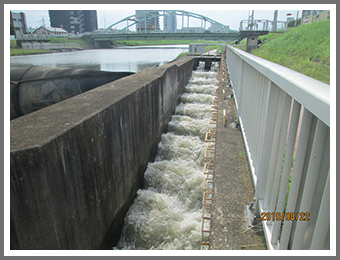 魚のとおりみち　～茨城県水戸市　桜川～　茨城県　リリーベール小学校4年　柏﨑　結太